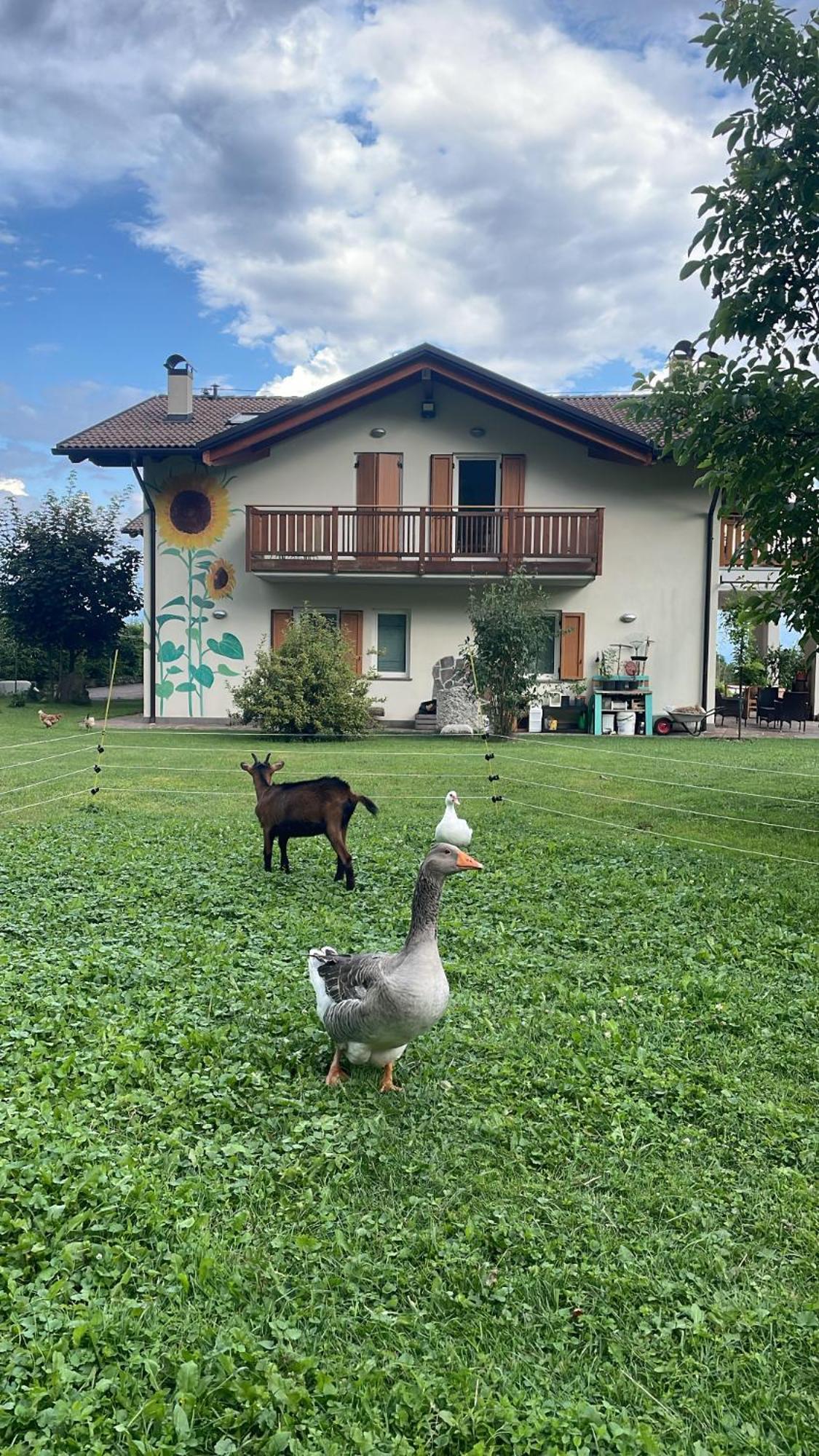 Agriturismo Girasole Fai della Paganella Eksteriør billede