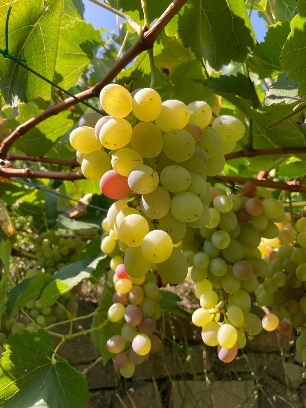 Agriturismo Girasole Fai della Paganella Eksteriør billede