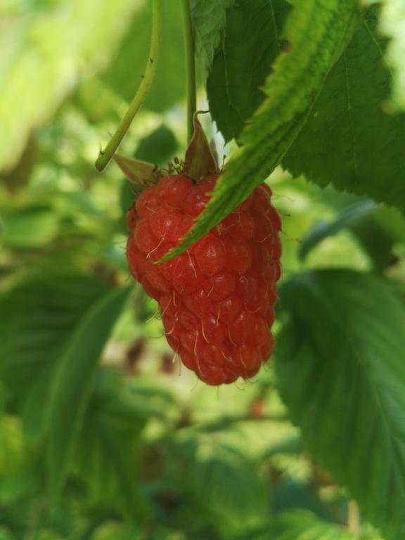 Agriturismo Girasole Fai della Paganella Eksteriør billede
